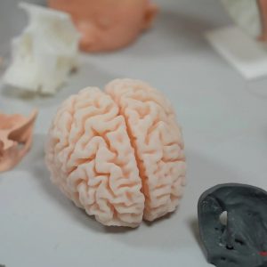 Учащиеся физико-математической школы Тюменской области создают 3D-модели для Федерального центра нейрохирургии